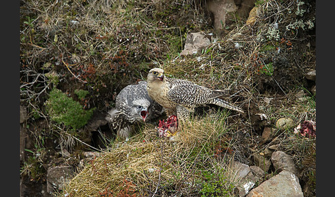 Gerfalke (Falco rusticolus)