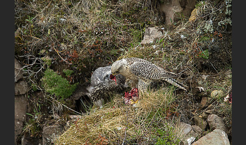 Gerfalke (Falco rusticolus)