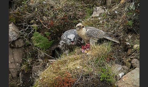 Gerfalke (Falco rusticolus)