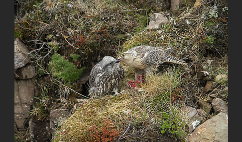 Gerfalke (Falco rusticolus)