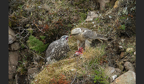 Gerfalke (Falco rusticolus)