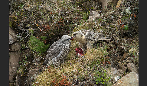 Gerfalke (Falco rusticolus)