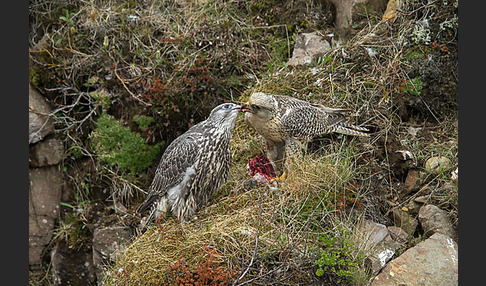 Gerfalke (Falco rusticolus)