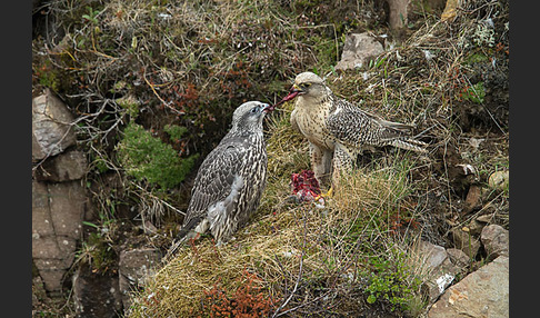 Gerfalke (Falco rusticolus)