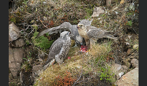 Gerfalke (Falco rusticolus)