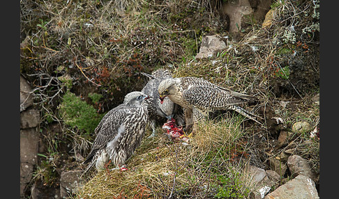 Gerfalke (Falco rusticolus)