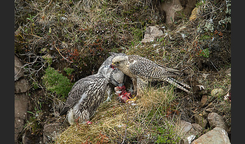 Gerfalke (Falco rusticolus)