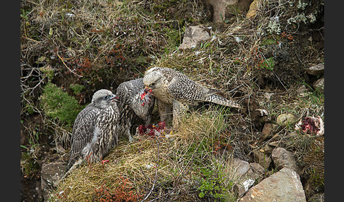 Gerfalke (Falco rusticolus)