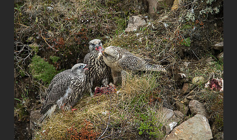 Gerfalke (Falco rusticolus)