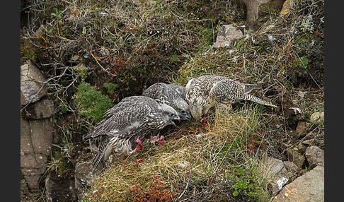 Gerfalke (Falco rusticolus)