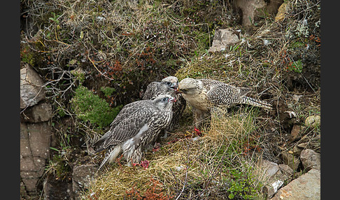 Gerfalke (Falco rusticolus)