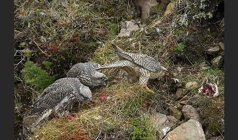 Gerfalke (Falco rusticolus)