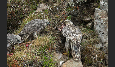 Gerfalke (Falco rusticolus)