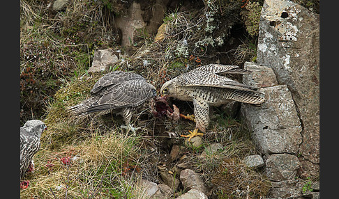 Gerfalke (Falco rusticolus)