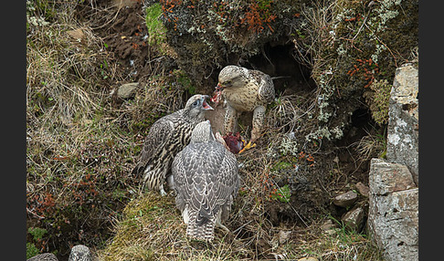 Gerfalke (Falco rusticolus)