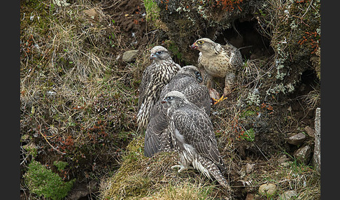 Gerfalke (Falco rusticolus)