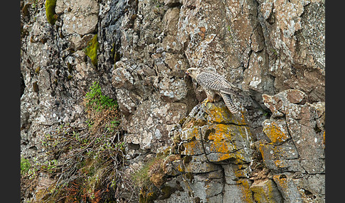 Gerfalke (Falco rusticolus)