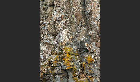 Gerfalke (Falco rusticolus)