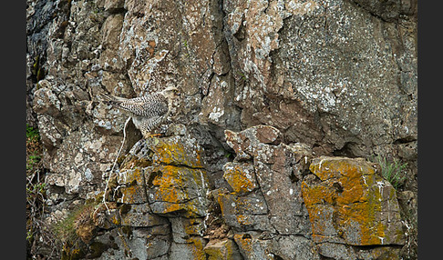 Gerfalke (Falco rusticolus)