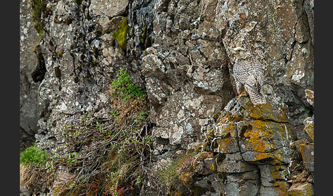 Gerfalke (Falco rusticolus)