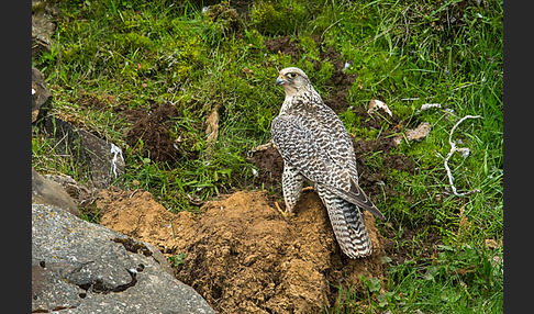 Gerfalke (Falco rusticolus)