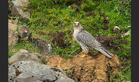 Gerfalke (Falco rusticolus)