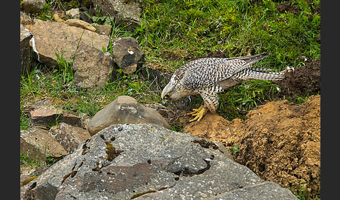 Gerfalke (Falco rusticolus)