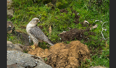 Gerfalke (Falco rusticolus)