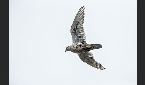 Gerfalke (Falco rusticolus)