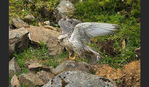 Gerfalke (Falco rusticolus)