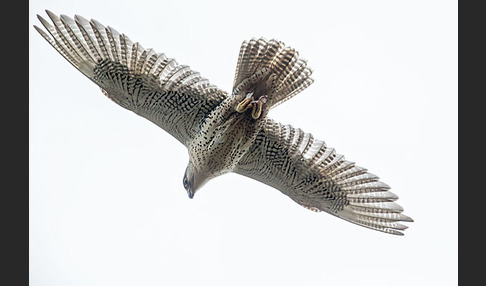 Gerfalke (Falco rusticolus)