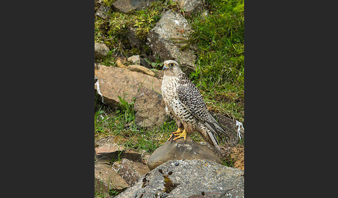 Gerfalke (Falco rusticolus)