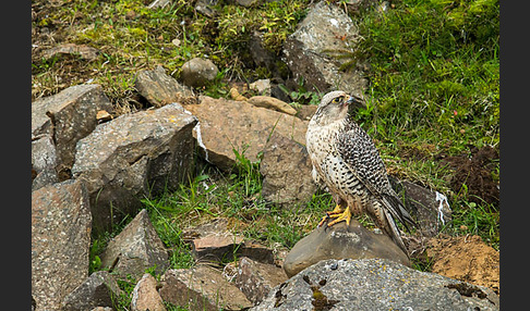 Gerfalke (Falco rusticolus)