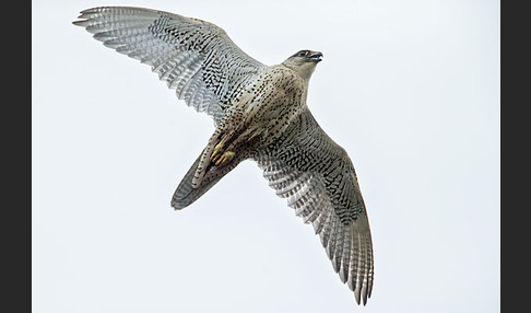 Gerfalke (Falco rusticolus)