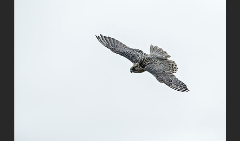 Gerfalke (Falco rusticolus)