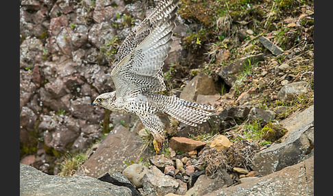 Gerfalke (Falco rusticolus)