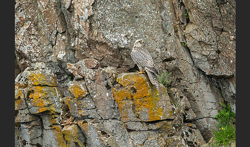 Gerfalke (Falco rusticolus)