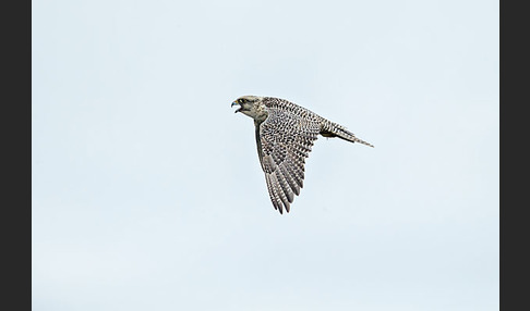 Gerfalke (Falco rusticolus)