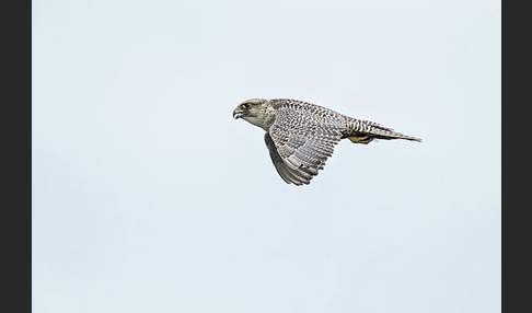 Gerfalke (Falco rusticolus)