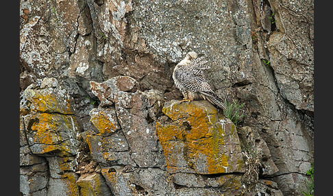 Gerfalke (Falco rusticolus)