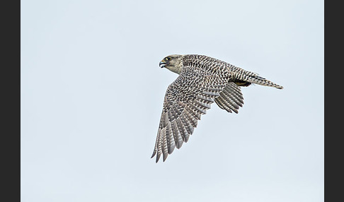 Gerfalke (Falco rusticolus)