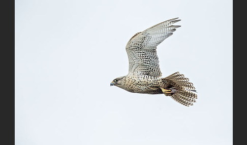 Gerfalke (Falco rusticolus)