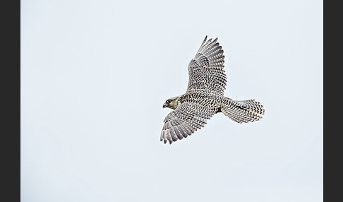 Gerfalke (Falco rusticolus)