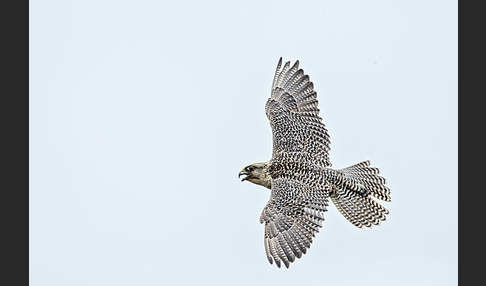 Gerfalke (Falco rusticolus)