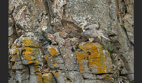 Gerfalke (Falco rusticolus)