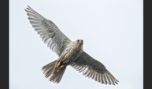 Gerfalke (Falco rusticolus)