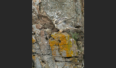 Gerfalke (Falco rusticolus)