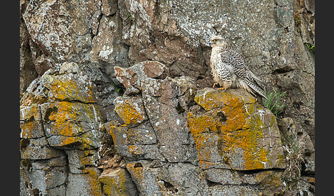 Gerfalke (Falco rusticolus)