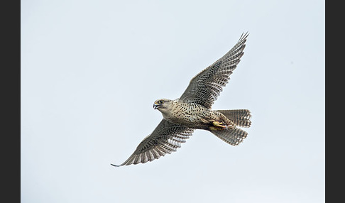 Gerfalke (Falco rusticolus)