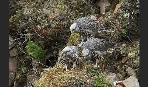 Gerfalke (Falco rusticolus)